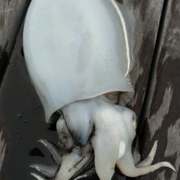コウイカ