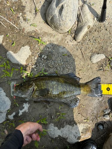 スモールマウスバスの釣果