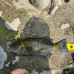 スモールマウスバス