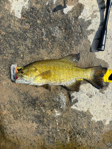 スモールマウスバスの釣果