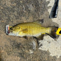 スモールマウスバス