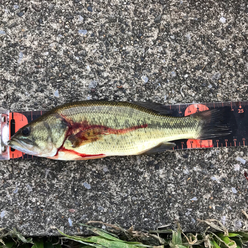 ブラックバスの釣果