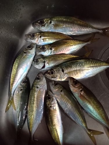 マアジの釣果