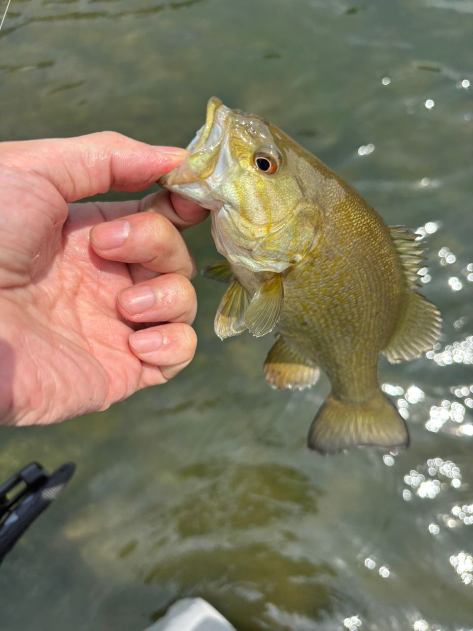 スモールマウスバス