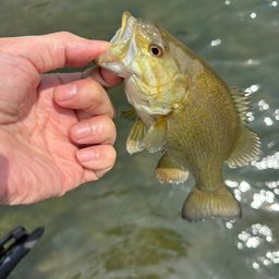 スモールマウスバス