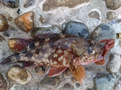 カサゴの釣果