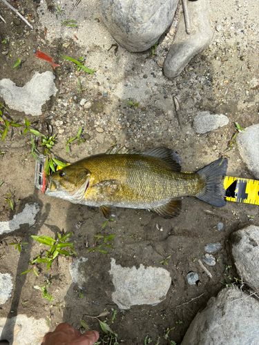 スモールマウスバスの釣果