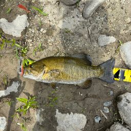 スモールマウスバス