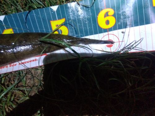 マゴチの釣果