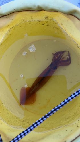 スルメイカの釣果