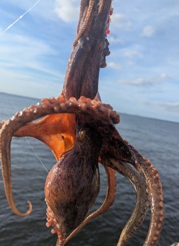 タコの釣果