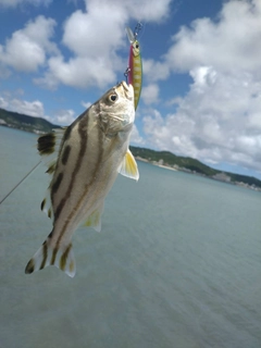 クワガナーの釣果