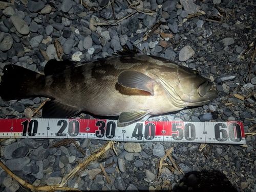 クエの釣果