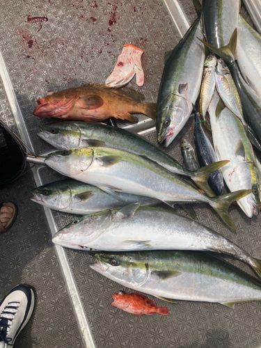 ヤズの釣果