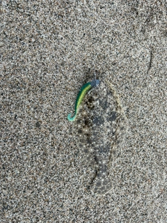 ソゲの釣果