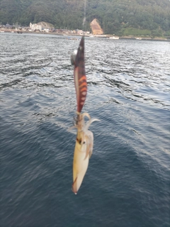 ケンサキイカの釣果