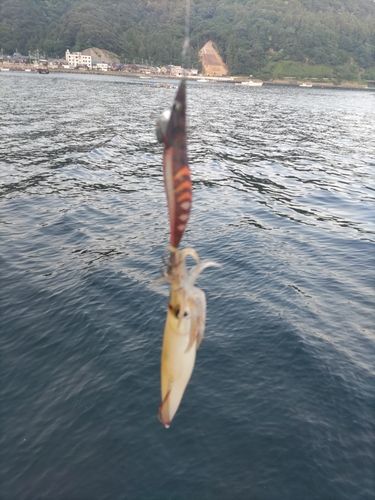ケンサキイカ