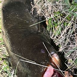 ナマズ