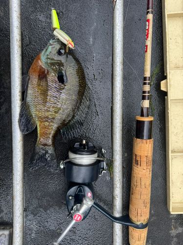 ブルーギルの釣果