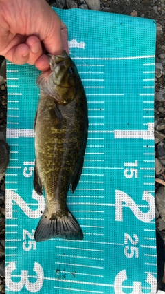 スモールマウスバスの釣果