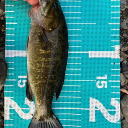 スモールマウスバス