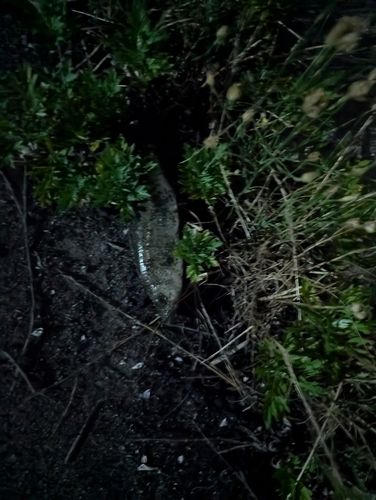 セイゴ（タイリクスズキ）の釣果