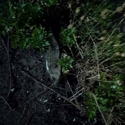 セイゴ（タイリクスズキ）