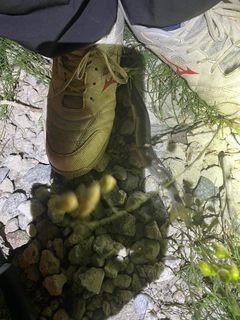 カマスの釣果