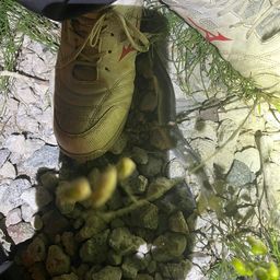 カマス