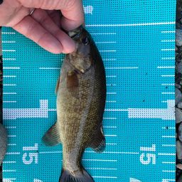 スモールマウスバス