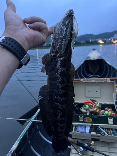 ライギョの釣果