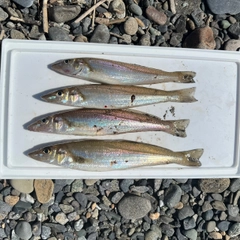 シロギスの釣果