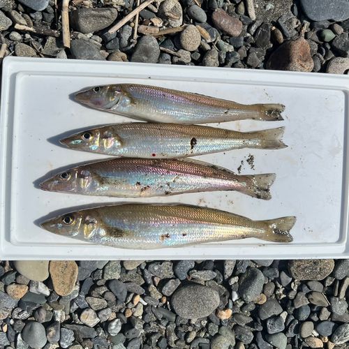 シロギスの釣果