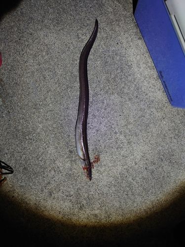 アナゴの釣果