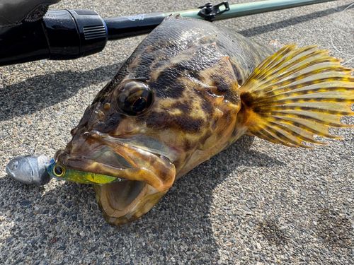 ベッコウゾイの釣果