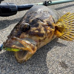 ベッコウゾイ