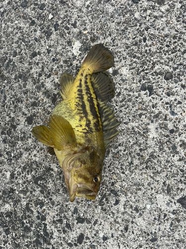 シマゾイの釣果