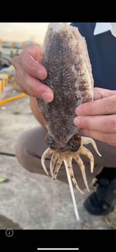 コウイカの釣果