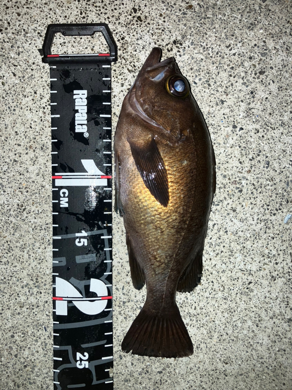 SHIMANO 20ソアレ TT S76UL-Tの最安値・インプレ・釣果 | 本音の