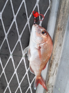 タイの釣果