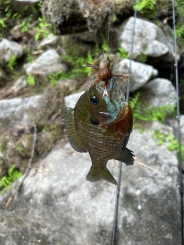 ラージマウスバスの釣果