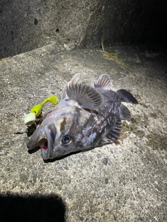 クロソイの釣果