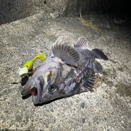 クロソイ