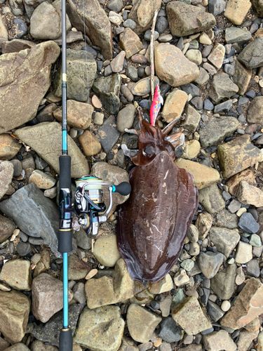 モンゴウイカの釣果