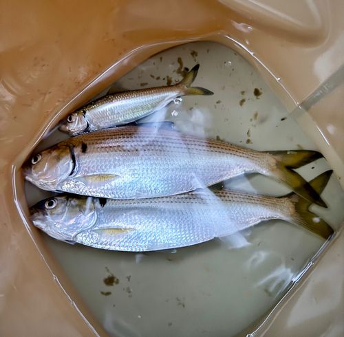 コノシロの釣果