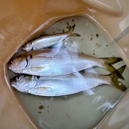 コノシロ