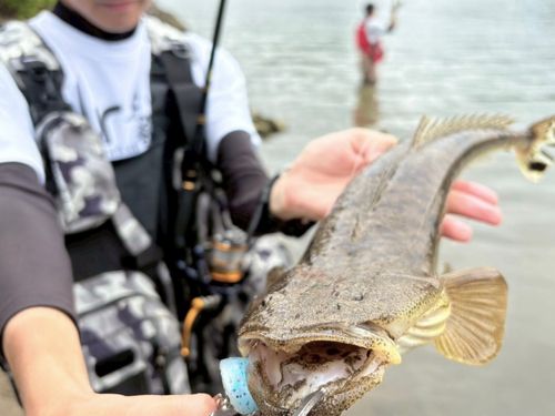 マゴチの釣果