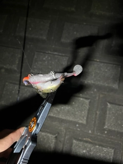 ウナギの釣果