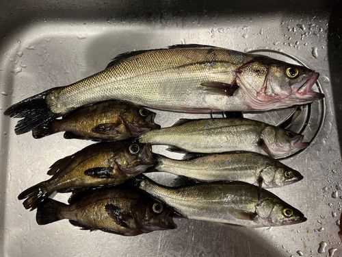 シーバスの釣果