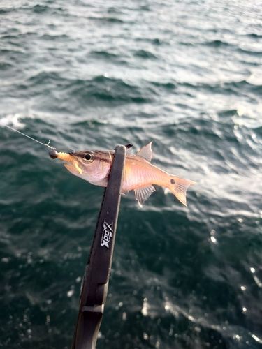 ネンブツダイの釣果